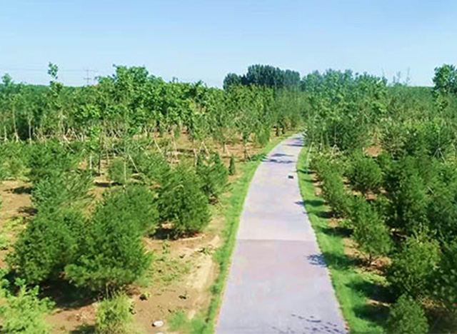 雄安新区2018年秋季植树造林开工 规划林地面积6.3万亩