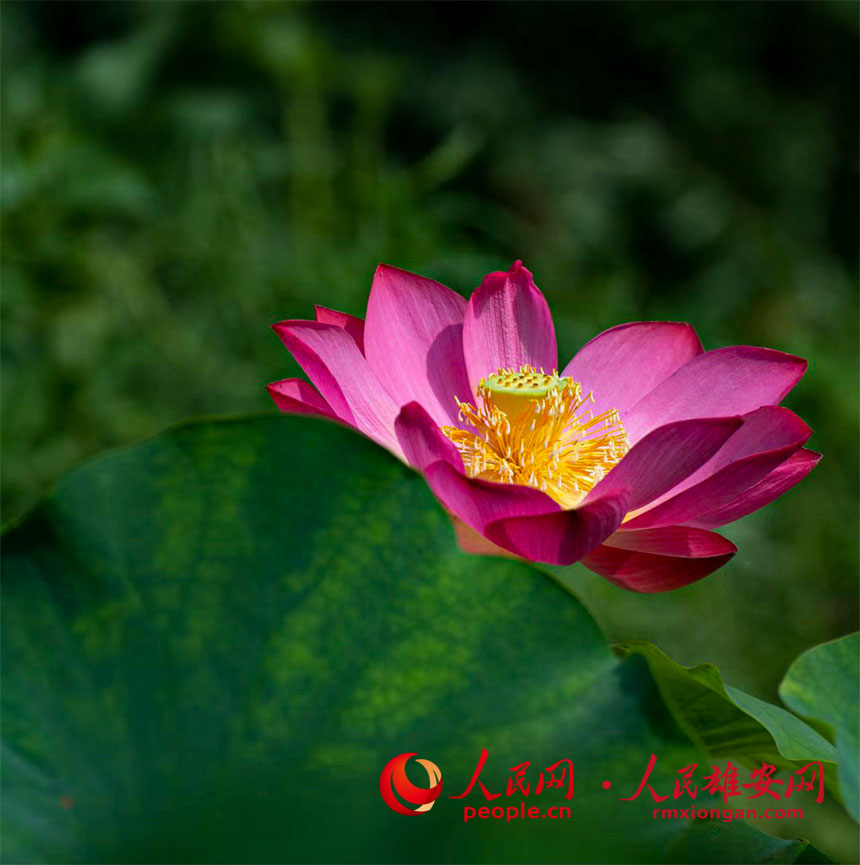  Baiyangdian Lotus Dance in Summer