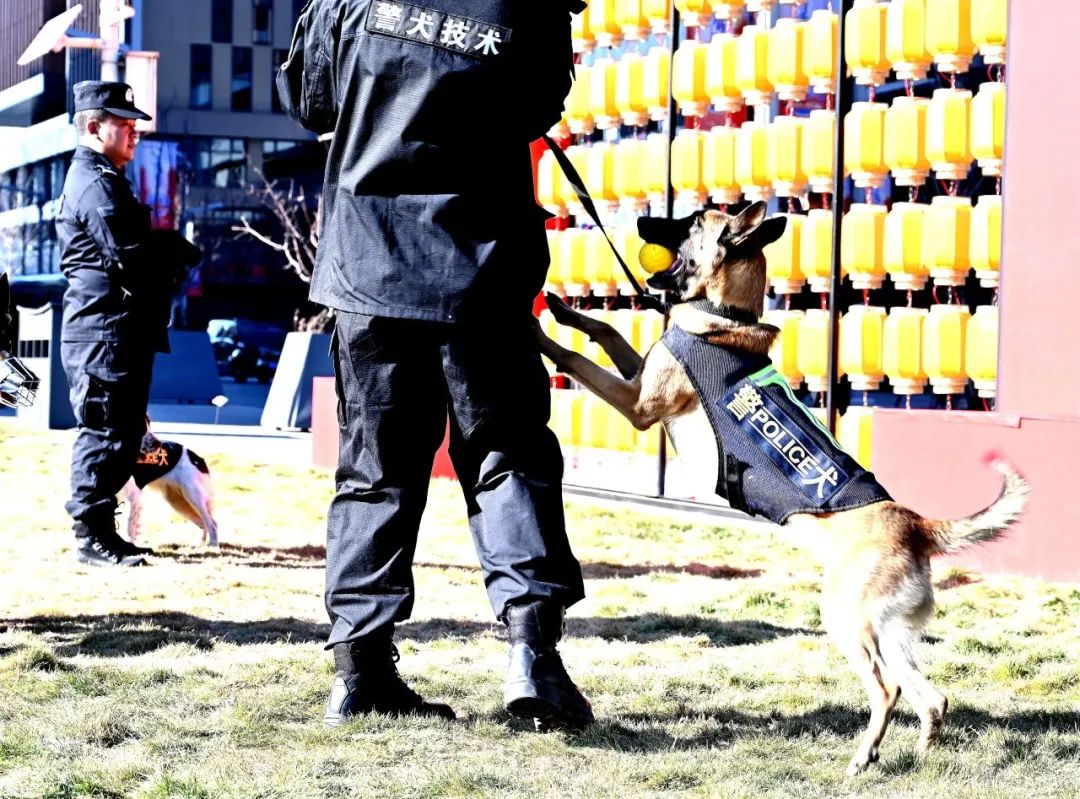 活動現場警犬互動區，警犬展示搜爆、服從、扑咬等技能。雄安新區公安局供圖