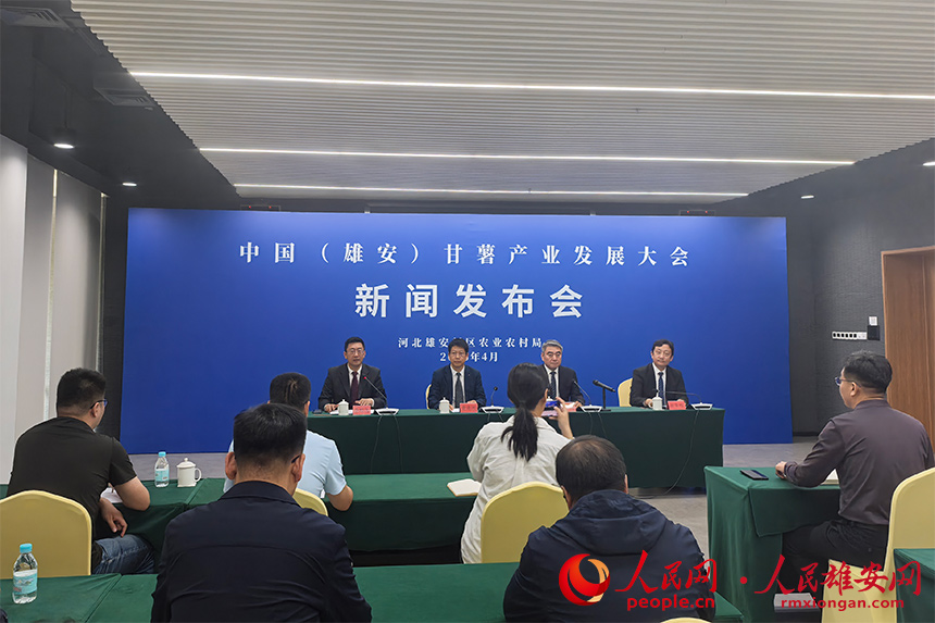 中国（雄安）甘薯产业发展大会新闻发布会现场。王红摄