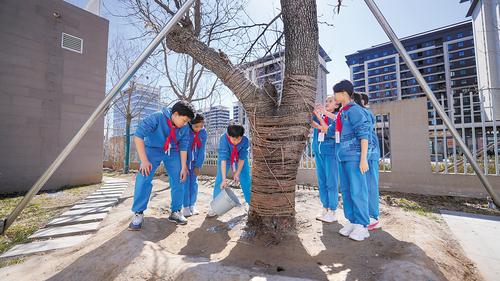 3月18日，雄安史家胡同小学，学校“守护古树志愿队”成员正在为乡愁树浇水。 本报记者 李 畅摄