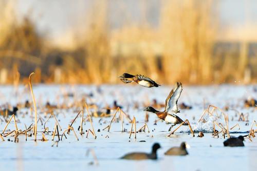 3月9日，一对青头潜鸭在白洋淀翩翩起飞。本报记者 刘光昱摄