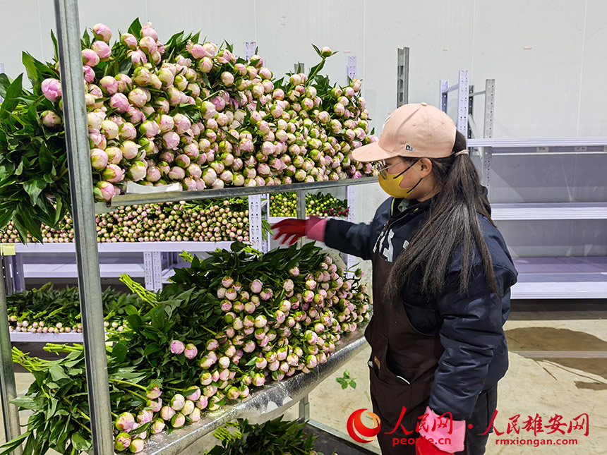 采摘下来的芍药花。人民网记者 王红摄