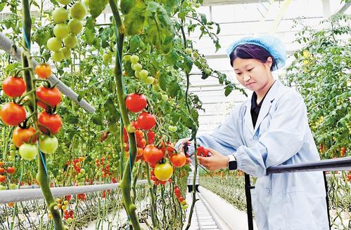 6月24日，雄安智慧农业科技园内，工作人员正在高标准数字化玻璃温室中采摘番茄。 本报记者 刘光昱摄